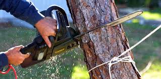 Best Tree Maintenance Programs  in Mount Gay Shamrock, WV