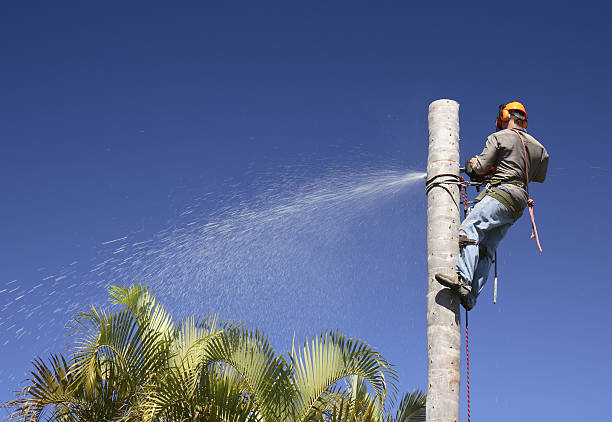 Best Tree Risk Assessment  in Mount Gay Shamrock, WV