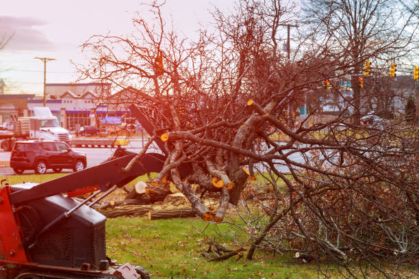 How Our Tree Care Process Works  in  Mount Gay Shamrock, WV