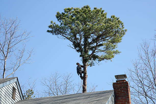 Best Hedge Trimming  in Mount Gay Shamrock, WV