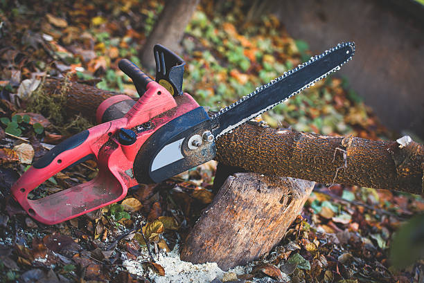 Best Tree Trimming and Pruning  in Mount Gay Shamrock, WV